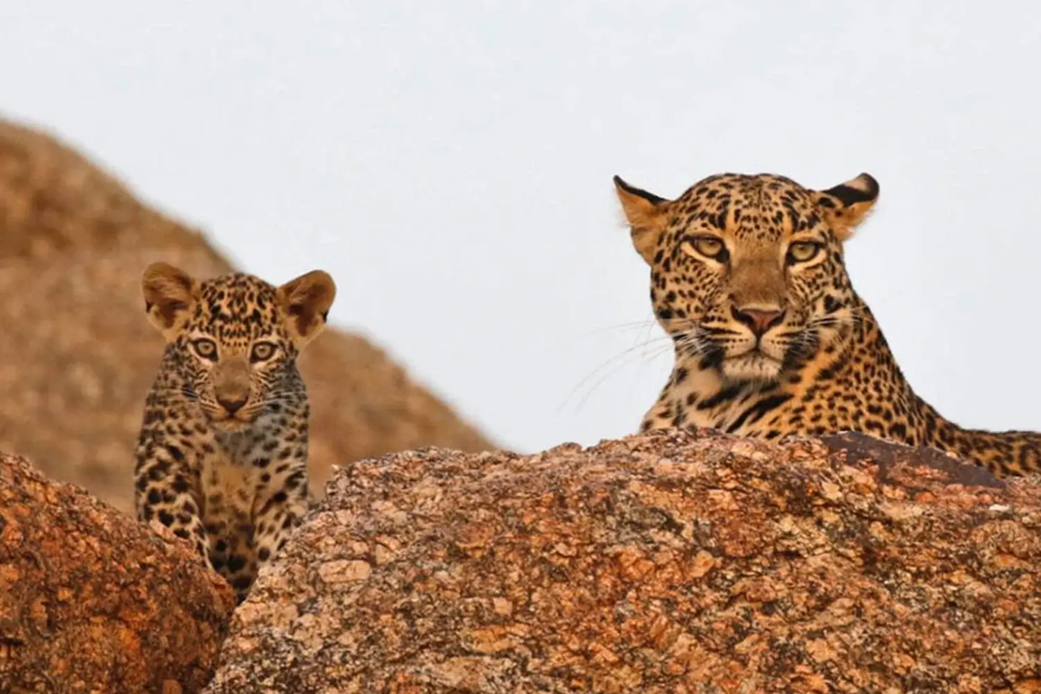 family hotel Rajasthan